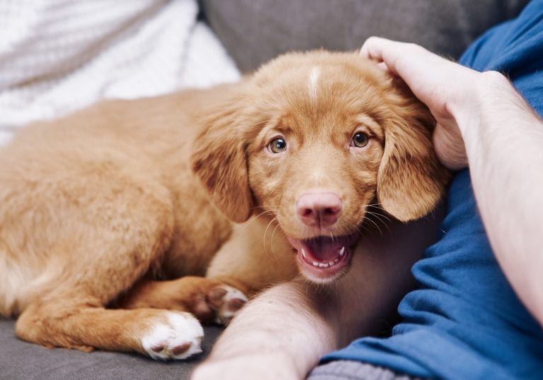 A Nova Scotia Duck Toller puppy gets head scritches during a portraits for pets session by Vancouver photographer Angela McConnell
