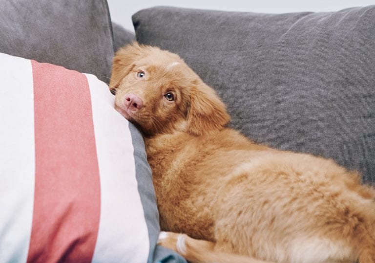 A Nova Scotia Duck Toller puppy snuggles on the couch during a portraits for pets session by Vancouver photographer Angela McConnell